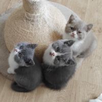 Adorable chaton british shorthair loof a reserver #5