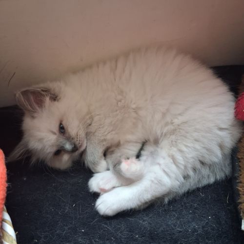 Bretzel - femelle blue point mitted #3
