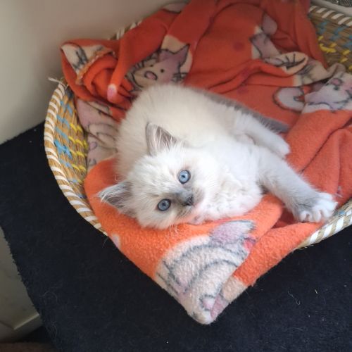 Bretzel - femelle blue point mitted #4