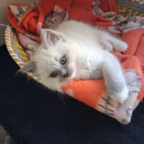 Bretzel - femelle blue point mitted #5