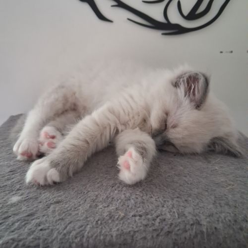 Bretzel - femelle blue point mitted #0