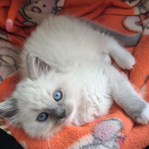 Bretzel - femelle blue point mitted #7
