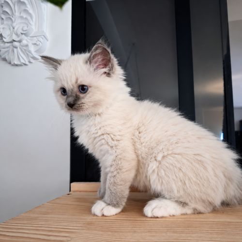 Bretzel - femelle blue point mitted #9
