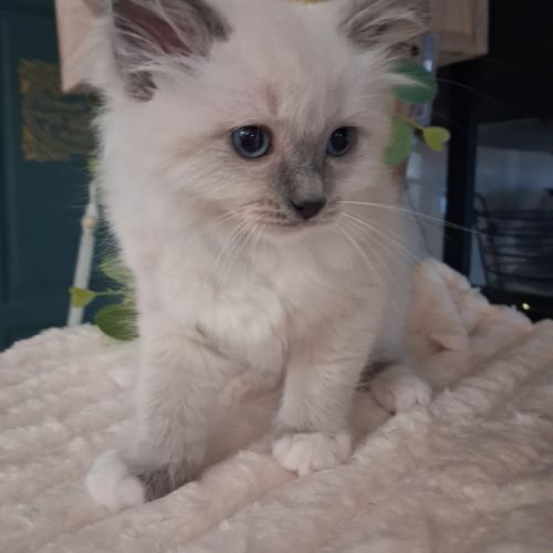 Bretzel - femelle blue point mitted #12