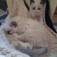 Bretzel - femelle blue point mitted #1