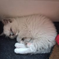 Bretzel - femelle blue point mitted #2