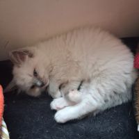 Bretzel - femelle blue point mitted #3