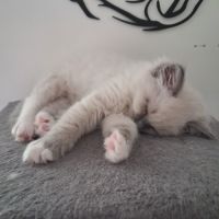 Bretzel - femelle blue point mitted