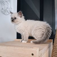 Bretzel - femelle blue point mitted #8