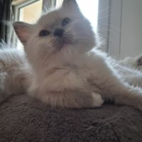 Bretzel - femelle blue point mitted #10