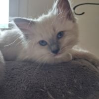 Bretzel - femelle blue point mitted #11