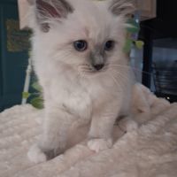 Bretzel - femelle blue point mitted #12