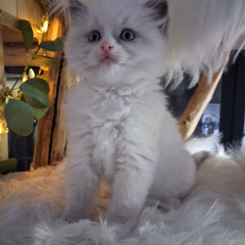 Bingo - mâle blue bicolore mitted #0
