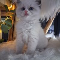 Bingo - mâle blue bicolore mitted