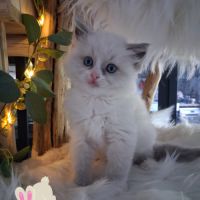 Bingo - mâle blue bicolore mitted #2
