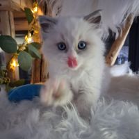 Bingo - mâle blue bicolore mitted #3