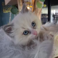 Bingo - mâle blue bicolore mitted #5