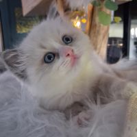 Bingo - mâle blue bicolore mitted #6