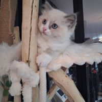 Bingo - mâle blue bicolore mitted #9