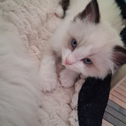 Blossom - mâle seal bicolore ragdoll #1