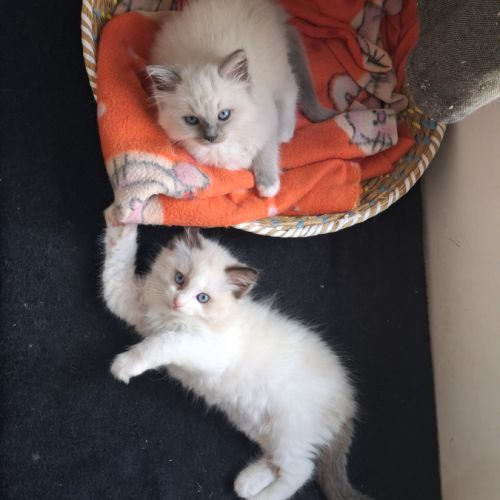 Blossom - mâle seal bicolore ragdoll #2