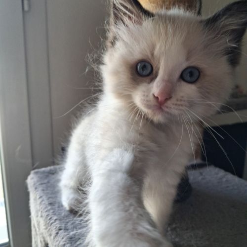 Blossom - mâle seal bicolore ragdoll #3