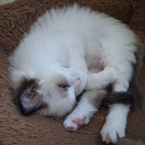 Blossom - mâle seal bicolore ragdoll #4