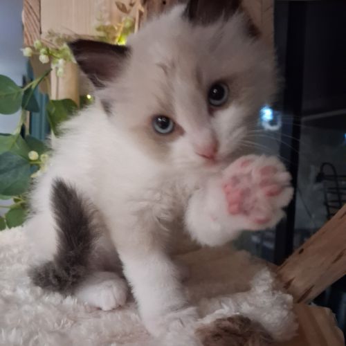 Blossom - mâle seal bicolore ragdoll #6