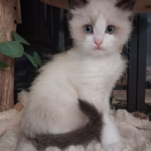 Blossom - mâle seal bicolore ragdoll #7
