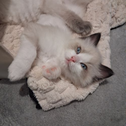 Blossom - mâle seal bicolore ragdoll #9