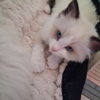 Blossom - mâle seal bicolore ragdoll #1