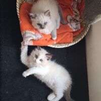 Blossom - mâle seal bicolore ragdoll #2