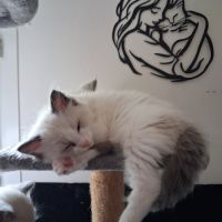 Blossom - mâle seal bicolore ragdoll #5