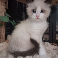 Blossom - mâle seal bicolore ragdoll #7