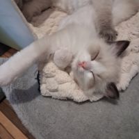 Blossom - mâle seal bicolore ragdoll