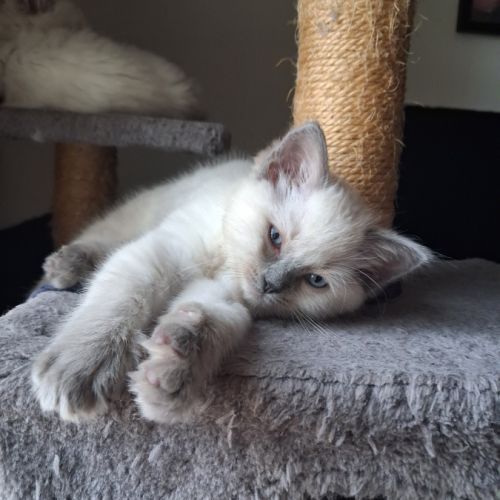 Brookie - femelle blue point - ragdoll #2