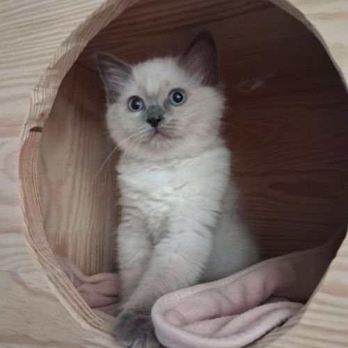 Brookie - femelle blue point - ragdoll #5