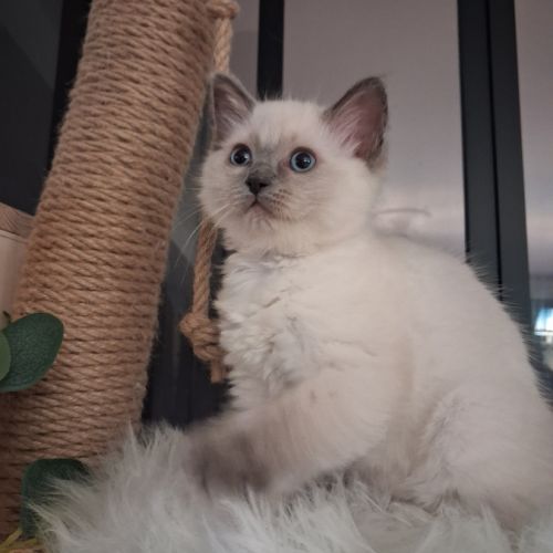 Brookie - femelle blue point - ragdoll #6