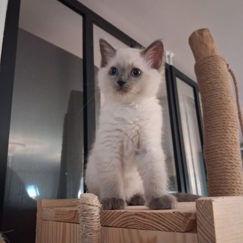 Brookie - femelle blue point - ragdoll #7