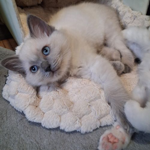 Brookie - femelle blue point - ragdoll #9