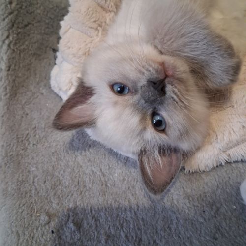 Brookie - femelle blue point - ragdoll #0