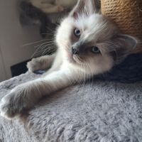 Brookie - femelle blue point - ragdoll #1