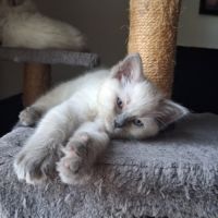 Brookie - femelle blue point - ragdoll #2