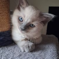 Brookie - femelle blue point - ragdoll #3