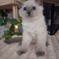 Brookie - femelle blue point - ragdoll #4