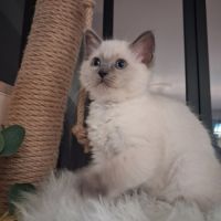 Brookie - femelle blue point - ragdoll #6