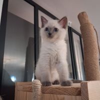 Brookie - femelle blue point - ragdoll #7