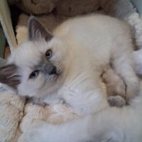 Brookie - femelle blue point - ragdoll #8