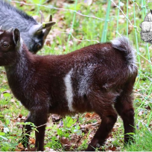 Chevreaux nains (boucs et chèvres) #1