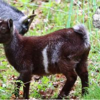 Chevreaux nains (boucs et chèvres) #1